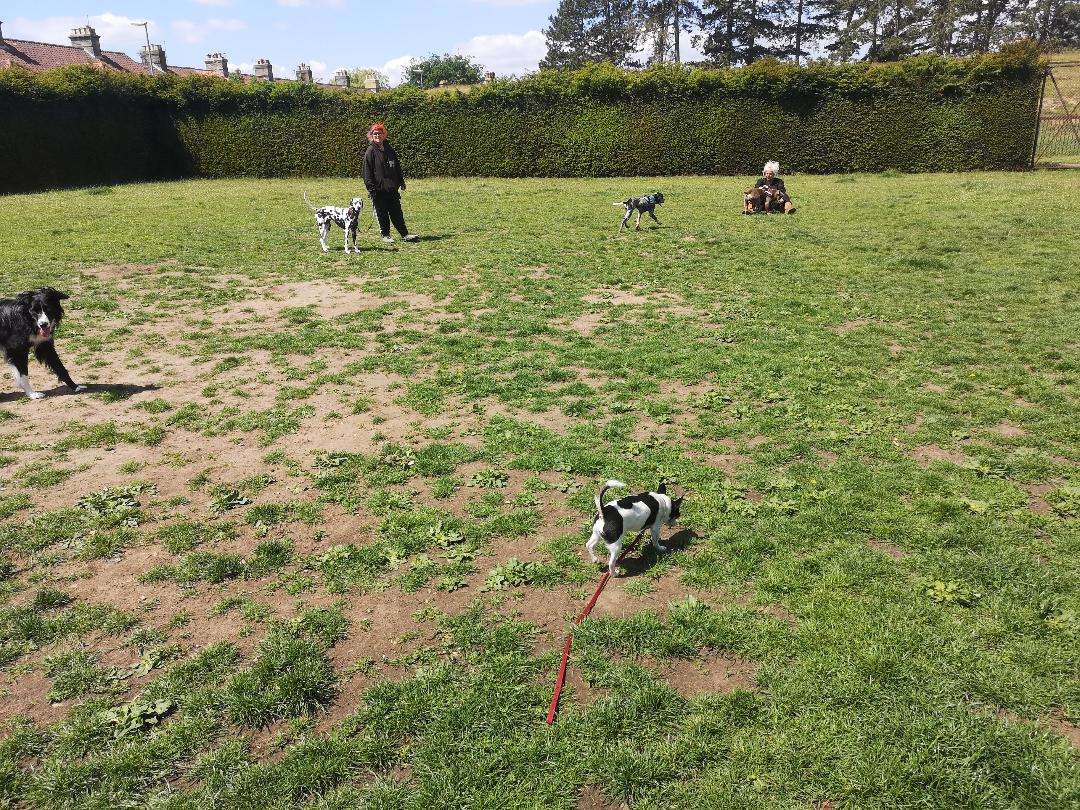 Dogs walking