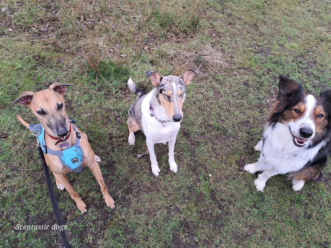 3 happy dogs on their dog walk