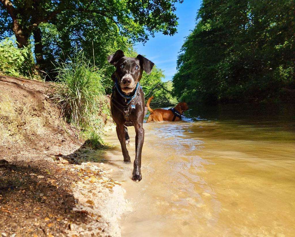 Dogs walking