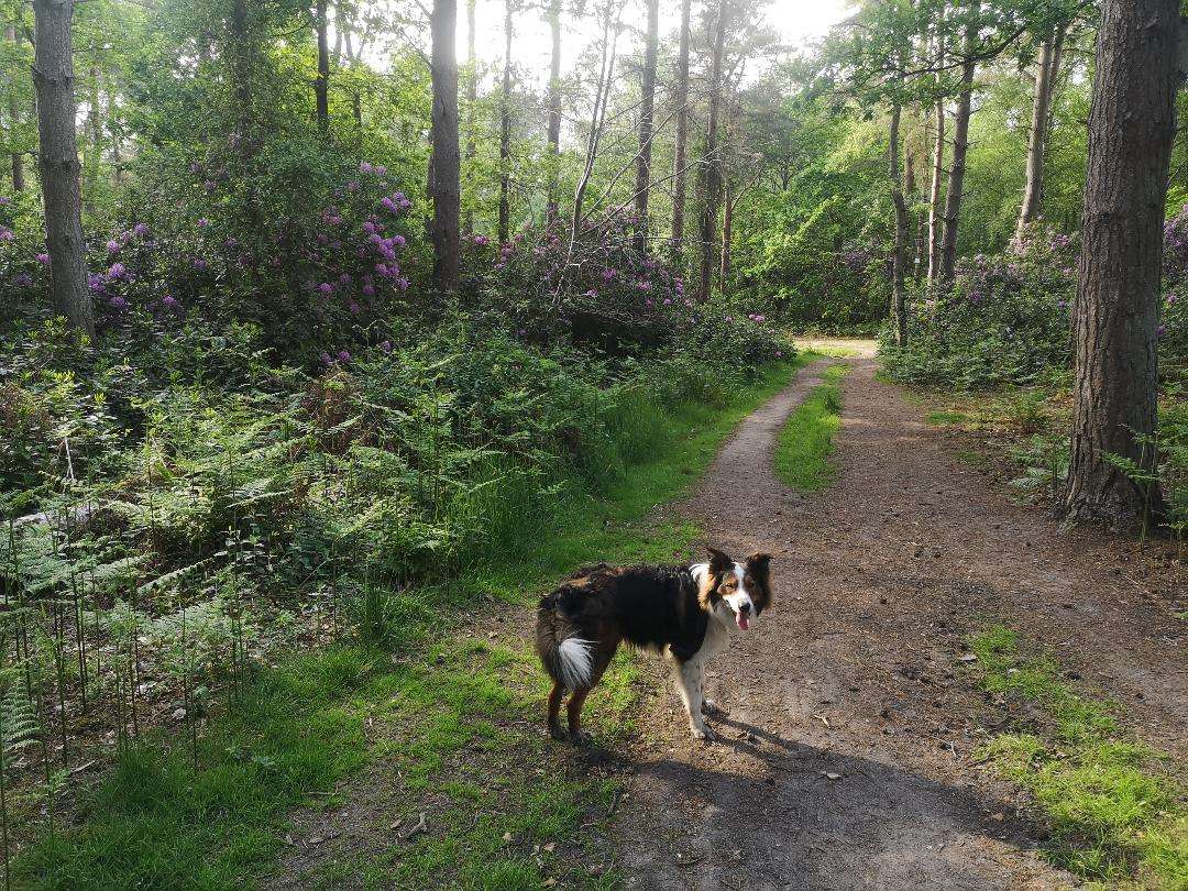 Dogs walking